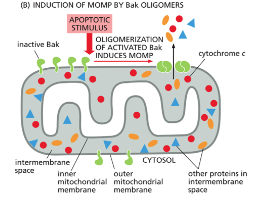<p><strong>Cytochrom c</strong> og andre pro-apoptotiske faktorer kan frigives til cytosolen.</p>