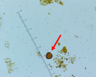 <p><span style="background-color: rgba(0, 0, 0, 0); line-height: 19.7625px;">What is the species in this photo?</span></p>