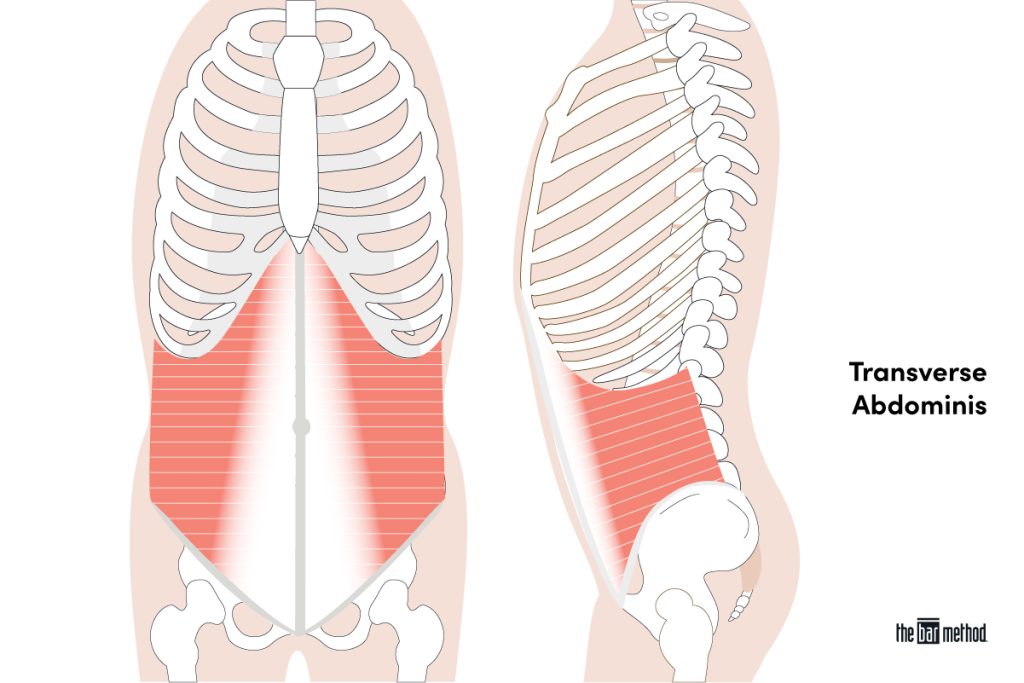 <p>Transverse Abdominis<strong> insertion</strong></p>