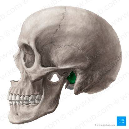 <p>A tube-like large passage within a bone</p><p>often serving as a conduit for nerves and blood vessels. </p>