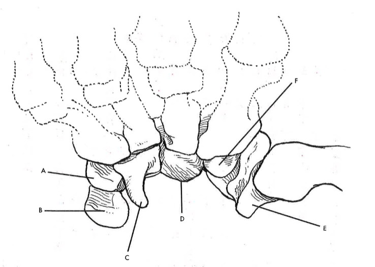 <p>B</p>