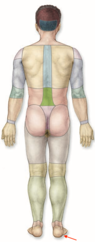 <p>what is this section called?</p>