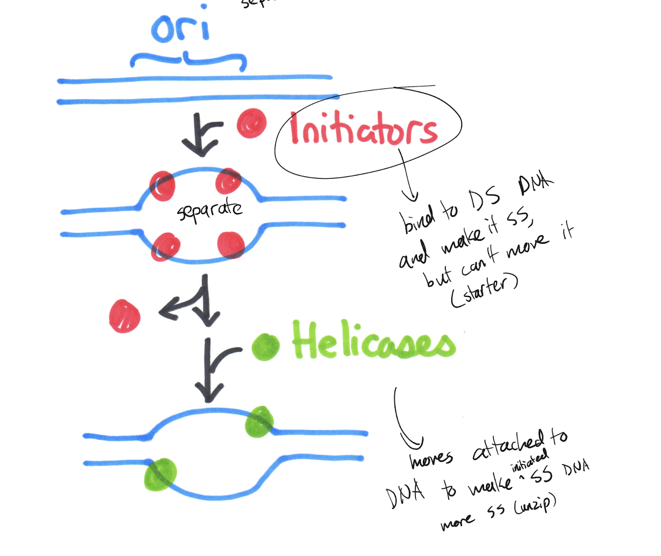 <p>Initiators attach to the ori and pull the double stranded DNA apart. Helicases move like a zipper attached to each single strand of DNA on the lagging side, separating the strands further from where initiators first pushed apart the strands.<br>Initiators start the transition from dsDNA to ssDNA, but cannot pull apart the strand in its entirety. Helicases are needed to further separate the strands but cannot bind to the DNA as dsDNA and thus needs the initiator.</p>