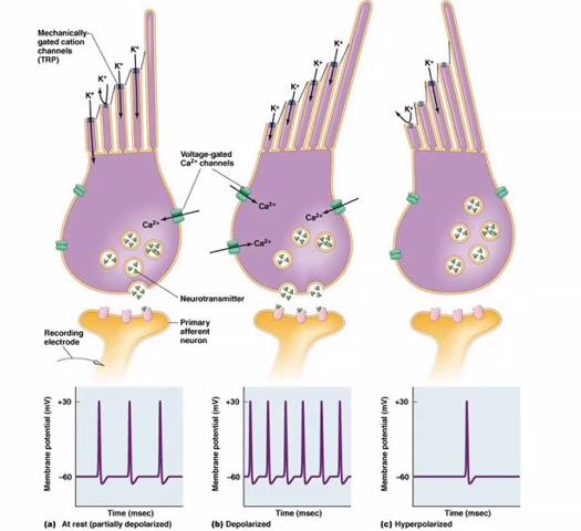 <p>This figure shows <strong>how hair cells </strong>in the<strong> inner ear convert mechanical movement (sound or head motion) into electrical signals</strong>. This process is called <strong>mechanotransduction</strong>.</p><p><strong>Hair cells</strong> are located in the <strong>Cochlea</strong> and are responsible for detecting sound vibrations.</p><p>Let’s walk through the <strong>three panels from left to right</strong>.</p><p><u>1. Structure of the Hair Cell</u></p><p>At the <strong>top of the cell</strong> are <strong>stereocilia</strong> (hair-like projections).</p><p><strong>Inside these stereocilia</strong> are <strong>mechanically gated ion channels</strong>.</p><p>Important ions involved:</p><ul><li><p><strong>K⁺ (potassium) (very top)</strong></p></li><li><p><strong>Ca²⁺ (calcium) </strong>(middle)</p></li></ul><p>At the <strong>bottom of the hair cell</strong> is a synapse with a <strong>primary afferent neuron</strong> that carries signals to the brain through the <strong>Vestibulocochlear Nerve</strong>.</p><p><u>2. Panel A — Resting State</u></p><p>When the <strong>stereocilia</strong> are <strong>not bent </strong>(<strong>resting</strong>), the hair cell is at its <strong>baseline electrical state</strong>.</p><p>What happens:</p><ol><li><p>Some mechanically gated channels are slightly open.</p></li><li><p>A small amount of <strong>K⁺ enters the cell</strong>.</p></li><li><p>The cell releases a <strong>baseline level of neurotransmitter</strong>.</p></li></ol><p>Result: The <strong>afferent neuron</strong> fires <strong>spontaneous action potentials</strong>.</p><p>The graph below shows a <strong>moderate baseline firing rate</strong>.</p><p><u>3. Panel B — Depolarization (Excitation)</u></p><p>When <strong>stereocilia bend</strong> <strong><u>toward the tallest cilium</u></strong>, the <strong>channels open wider.</strong></p><p>Steps:</p><ol><li><p><strong>Mechanically gated channels open</strong></p></li><li><p><strong>K⁺ flows into the hair cell</strong></p></li><li><p>The cell <strong>depolarizes</strong></p></li><li><p><strong>Voltage-gated Ca²⁺ channels open</strong></p></li><li><p>Ca²⁺ enters the cell</p></li><li><p>More <strong>neurotransmitter is released</strong></p></li></ol><p>Result: The <strong>afferent neuron</strong> fires <strong>more action potentials</strong>.</p><p>The graph shows a <strong>higher firing frequency</strong>.</p><p>This signals <strong>increased sound intensity or movement</strong>.</p><p><u>4. Panel C — Hyperpolarization (Inhibition)</u></p><p>If <strong>stereocilia bend</strong> <strong><u>away</u> from the<u> tallest cilium</u></strong>, the <strong>channels close</strong>.</p><p>Steps:</p><ol><li><p>Mechanically gated channels close</p></li><li><p><strong>K⁺ cannot enter</strong></p></li><li><p>The cell <strong>hyperpolarizes</strong></p></li><li><p>Ca²⁺ channels close</p></li><li><p>Less neurotransmitter is released</p></li></ol><p>Result: The afferent neuron fires <strong>fewer action potentials</strong>.</p><p>The graph shows <strong>reduced firing</strong>.</p><p><u>5. Why Potassium Enters the Cell</u></p><p>This is unusual because normally <strong>K⁺ leaves cells</strong>.</p><p>In the inner ear, however:</p><ol><li><p>the surrounding fluid (<strong>endolymph</strong>) has <strong>very high potassium concentration</strong></p></li><li><p>So potassium <strong>flows into the hair cell</strong>, <strong>causing depolarization.</strong></p></li></ol><p><u>6. Key Idea of the Diagram</u></p><p><strong>Hair cells convert</strong> <strong>mechanical bending → electrical signals</strong>.</p><p>This allows the brain to interpret:</p><ul><li><p>sound vibrations</p></li><li><p>head movement</p></li><li><p>balance</p></li></ul><p><u>7. Simple Summary of the Three States</u></p><table style="min-width: 75px;"><colgroup><col style="min-width: 25px;"><col style="min-width: 25px;"><col style="min-width: 25px;"></colgroup><tbody><tr><th colspan="1" rowspan="1"><p>Stereocilia Movement</p></th><th colspan="1" rowspan="1"><p>Cell Effect</p></th><th colspan="1" rowspan="1"><p>Neuron Firing</p></th></tr><tr><td colspan="1" rowspan="1"><p>Neutral</p></td><td colspan="1" rowspan="1"><p>baseline depolarization</p></td><td colspan="1" rowspan="1"><p>normal firing</p></td></tr><tr><td colspan="1" rowspan="1"><p>Bend toward tall cilium</p></td><td colspan="1" rowspan="1"><p>depolarization</p></td><td colspan="1" rowspan="1"><p>increased firing</p></td></tr><tr><td colspan="1" rowspan="1"><p>Bend away</p></td><td colspan="1" rowspan="1"><p>hyperpolarization</p></td><td colspan="1" rowspan="1"><p>decreased firing</p></td></tr></tbody></table><p>Bending of hair-cell stereocilia opens or closes mechanically gated potassium channels, which changes neurotransmitter release and alters the firing rate of auditory neurons to encode sound or movement.</p><p>If you'd like, I can also show you <strong>the full cochlear sound-transduction pathway (basilar membrane → tectorial membrane → hair cells → spiral ganglion → auditory cortex)</strong>, which connects this cellular diagram to <strong>how hearing actually works in the brain</strong>.</p>