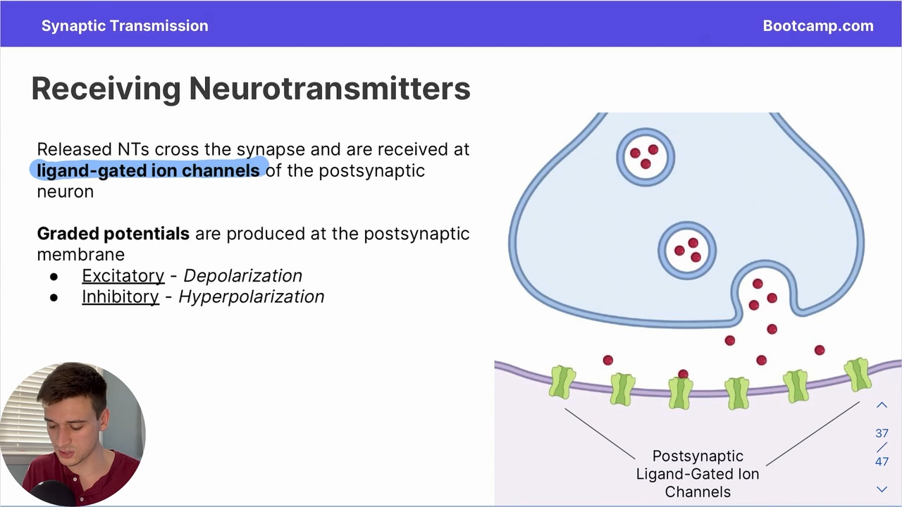 <p>NTs cross the synapse and are received at ligand gated ion channels of the postsynaptic neuron , causing graded potentials </p>