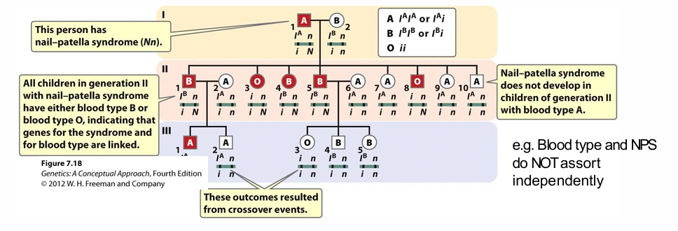 <p>How was the NPS locus historically mapped?</p>