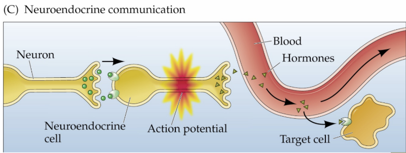 <p>neurons that release hormones into the blood</p>