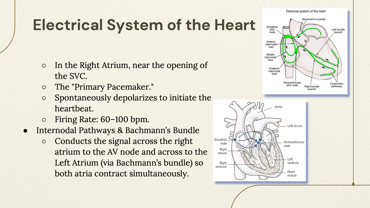 <p><span>Conducts the signal across the right atrium to the AV node and across to the Left Atrium (via Bachmann’s bundle) so both atria contract simultaneously</span></p><p></p><p>Bachmann's Bundle- A special pathway that carries the signal from the <strong>right atrium to the left atrium</strong>.</p><p></p><p></p><p></p>
