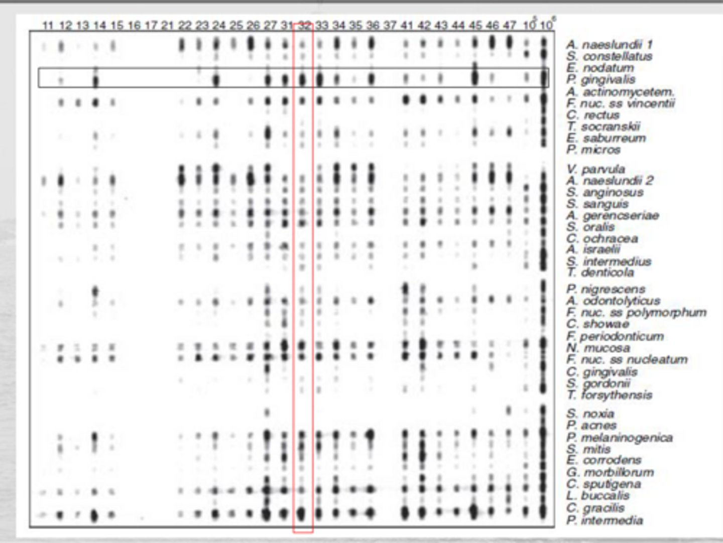 <p>a high throughput version of dot blot used for analysis of dental samples: detection and semi quantification of up to 40 bacterial species in up to 28 dental samples using whole genomic probes</p><p>- positive reaction: bacteria binds to sample</p><p>- negative reaction: no signal present</p><p>- is it closer to 100,000 or 1,000,000?</p>