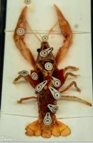 <p>Be able to identify the anatomy of the crayfish</p>