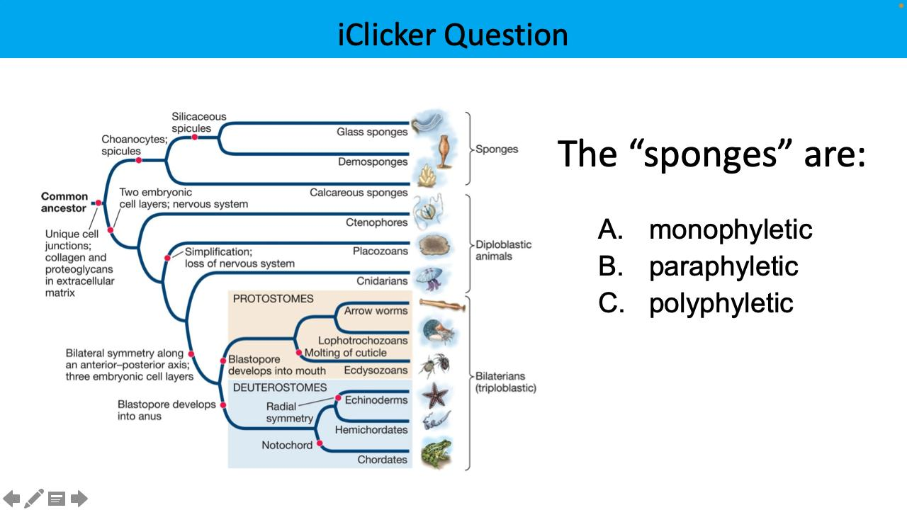 <p>The sponges are:</p>