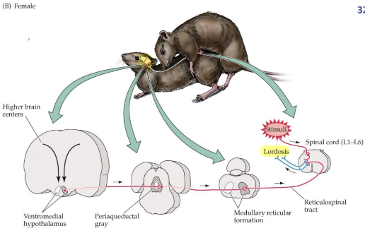 <p>estrogens on VMH → estrogens on periaqueductal gray (PAG) in the midbrain → medulla and spinal cord</p>