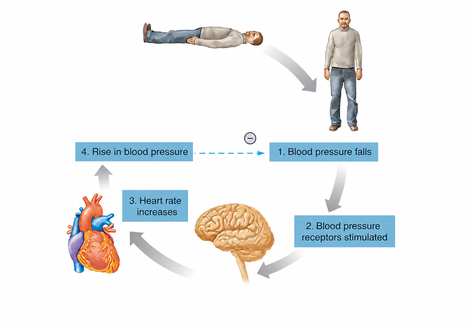 <p>Explain this flowchart step by step<br>————————————————<br>Is this a + or - feedback? and why?</p><p>Is this extrinsic or autoregulation? and why?</p><p>Is this a part of homeostasis? and why?</p><p></p>