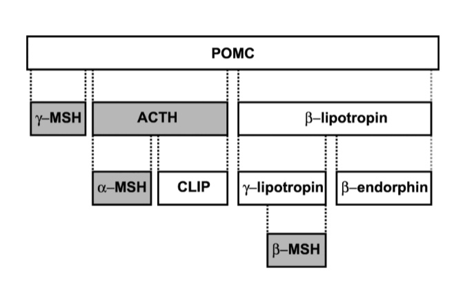 <p>a precursor peptide that is cleaved into hormones and peptide mediators </p>