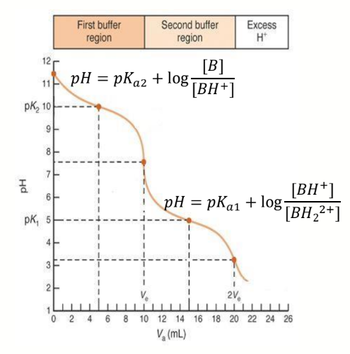 <p>use H-H equation for the dominant reaction occurring, more protonated species goes at bottom</p>
