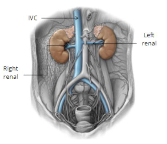 <p>Renal vein is anterior to renal artery </p>