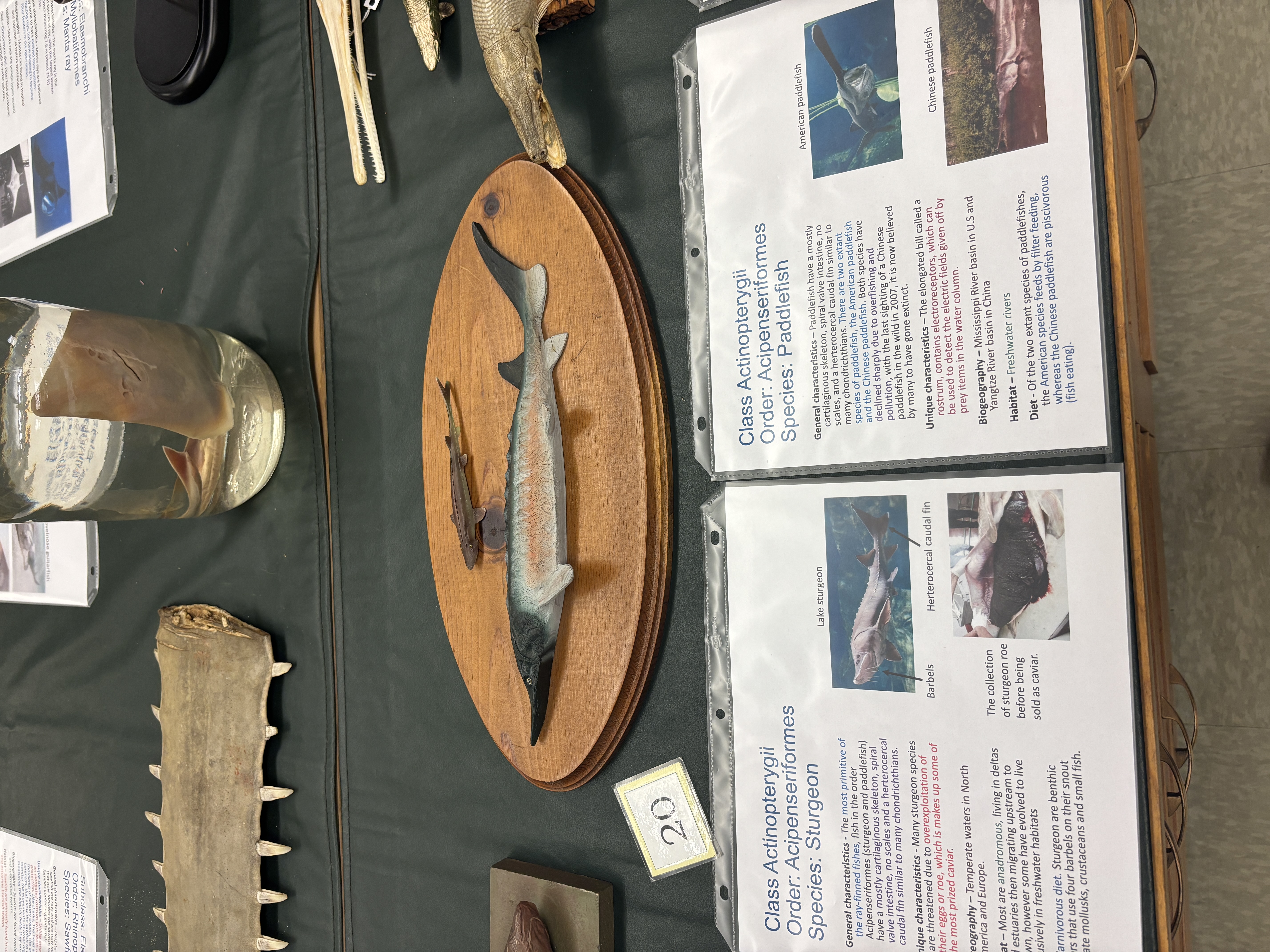 <p>Class Actinopterygii</p><p>Species sturgeon</p><p>Sturgeon and paddlefish are most primitive members of what</p>
