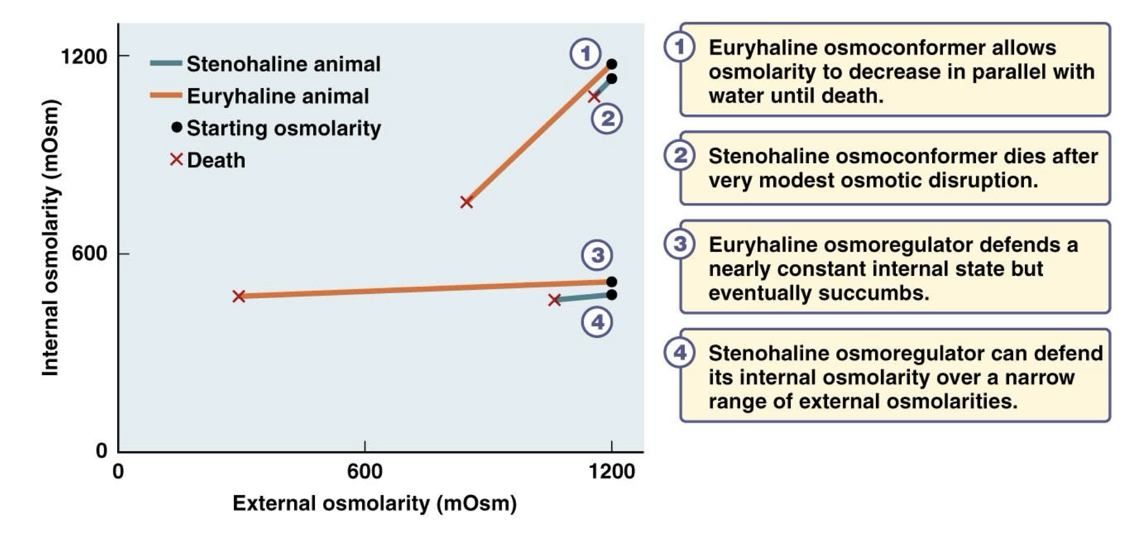 <p>Euryhaline osmoconformers allow the osmolarity to decrease in parallel with decreasing water osmolarity until a certain point, at which they die.</p><p>Stenohaline osmoconformers die after a very modest/slight osmotic disruption</p><p>Euryhaline osmoregulators defend a nearly constant internal state across a wide range of water osmolarities but eventually submits and dies</p><p>Stenohaline osmoregulators also maintain a constant internal osmolarity, but only over a very narrow range of external osmolarities, eventually cannot regulate and die.</p>