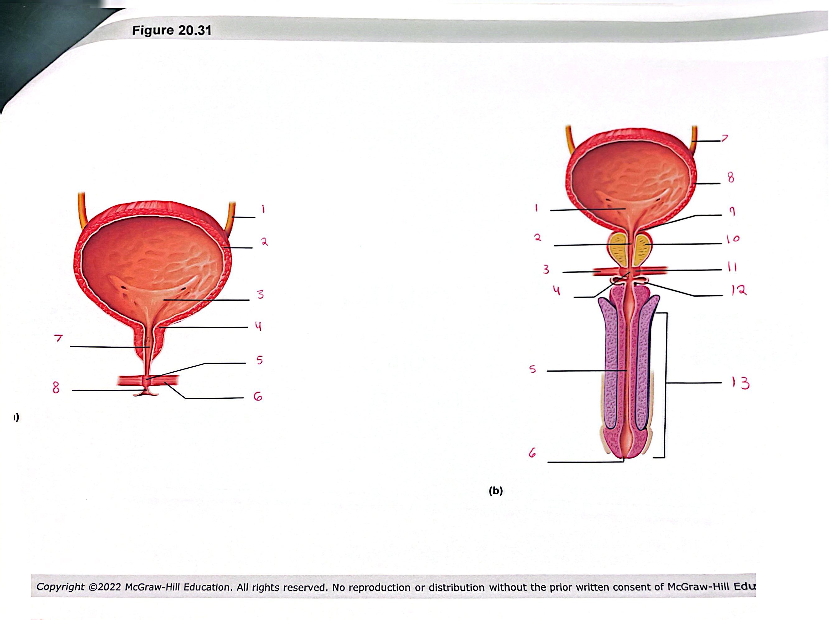 <p>What is #5? (on right)</p>