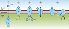 <p>It indicates that the binding of a drug to its receptor leads to a physiological response.</p>