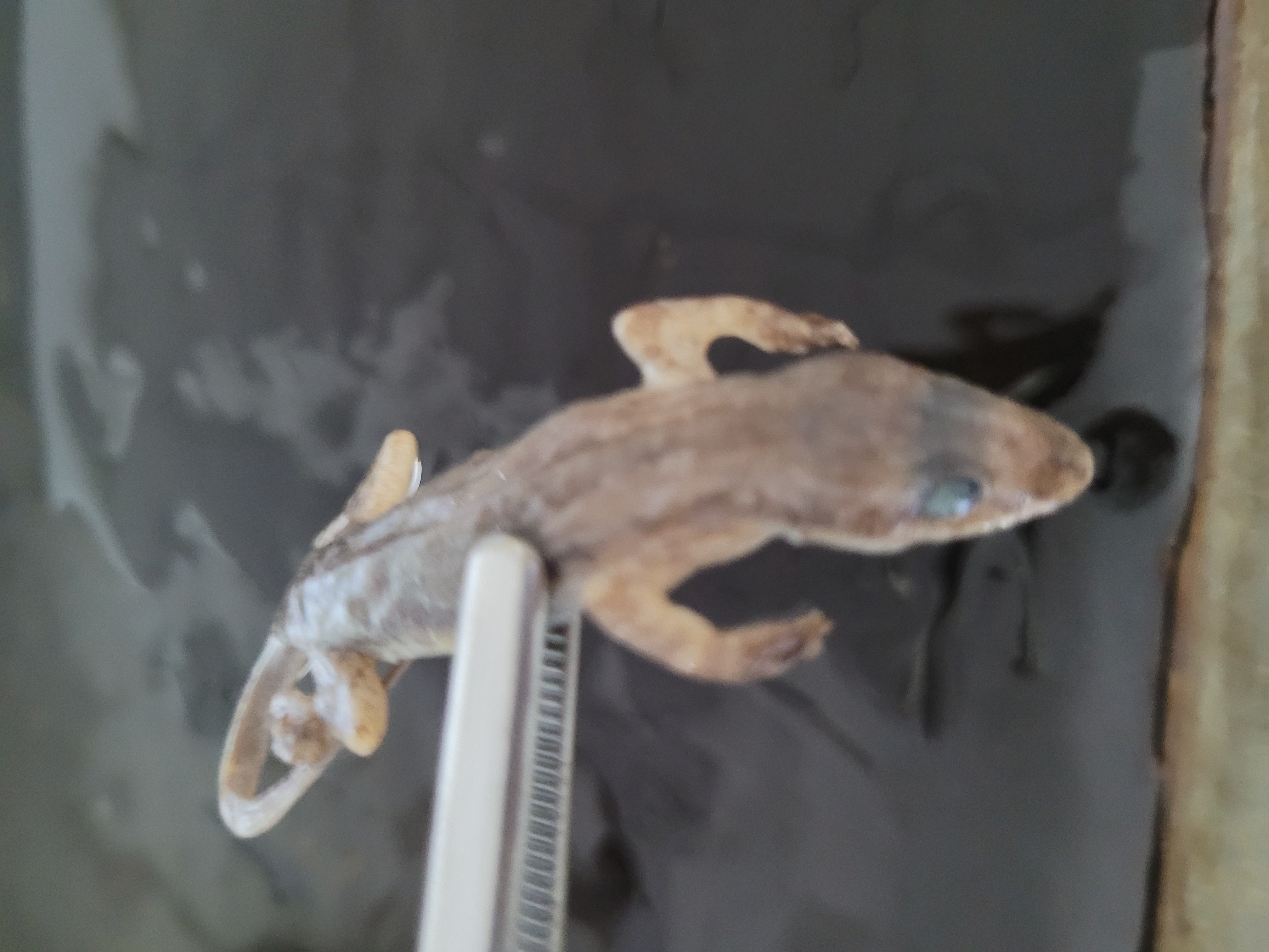 <p>What species is this</p>