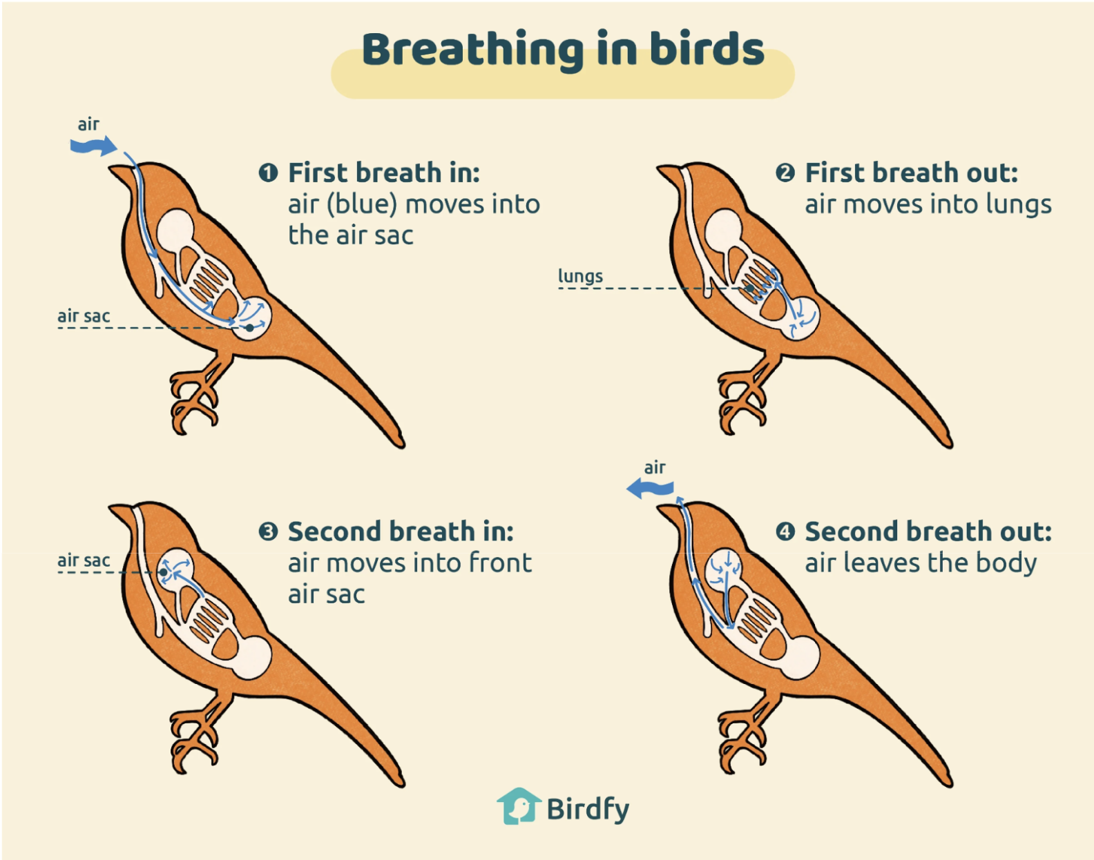 <p><span style="background-color: transparent; font-family: "Cormorant Garamond", serif;">De har lungor men också två luftsäckar. Luften strömmar i <strong>en riktning</strong> genom lungorna - den syrefattiga luften tar vägen genom luftsäckarna istället för lungorna som kan fyllas upp med ny syrerik luft. På detta sätt har fågel lungor ett kontinuerligt flöde av frisk luft under in och utandning. Lungorna fylls aldrig med "gammal" (syrefattig) luft som väntar på att andas ut. Detta system är mycket skalbart pga att det är kopplat till ett cirkulationssystem som funkar på långa avstånd till skillnad från traketsystemet.</span></p>