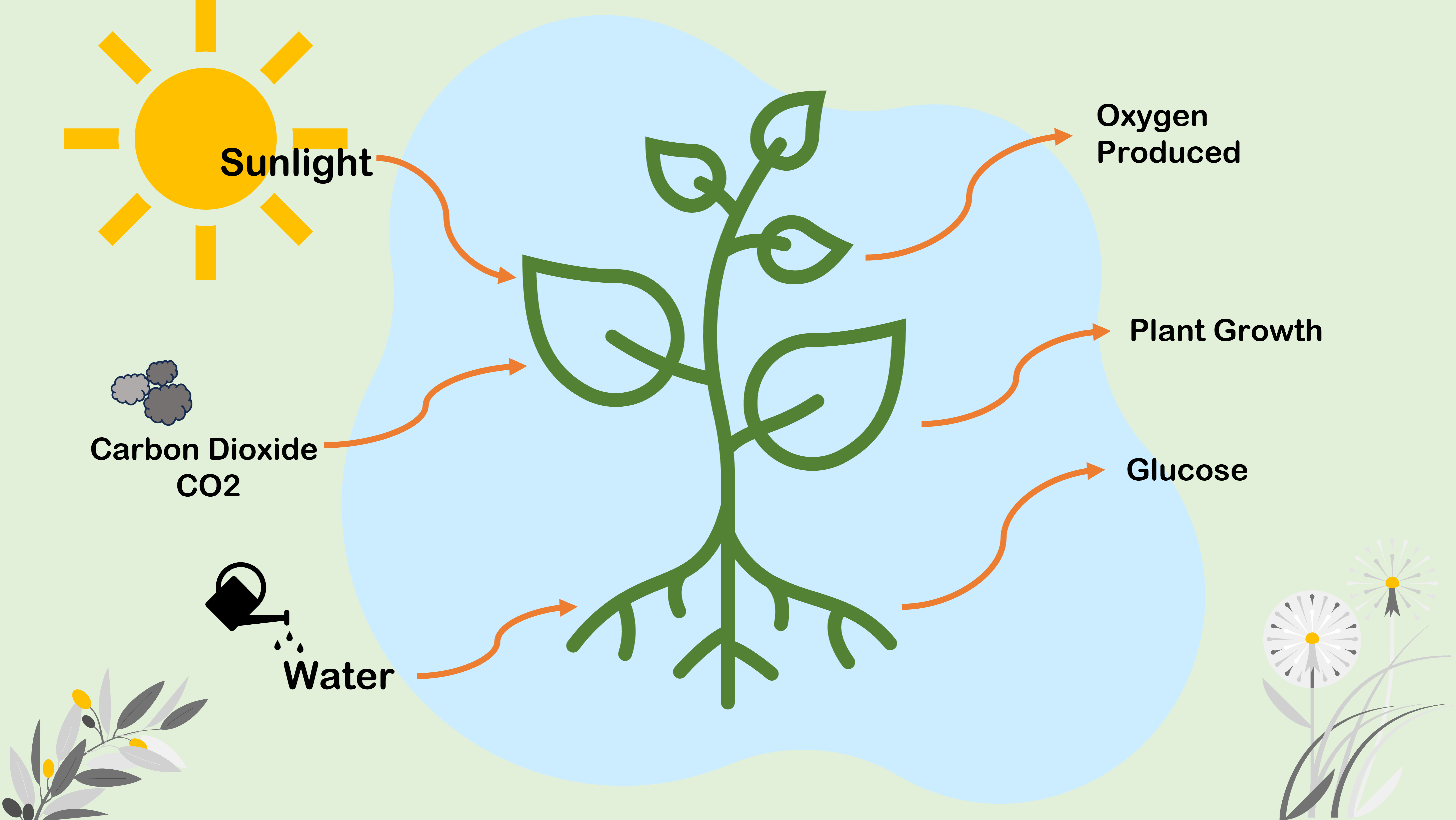 photosynthesis