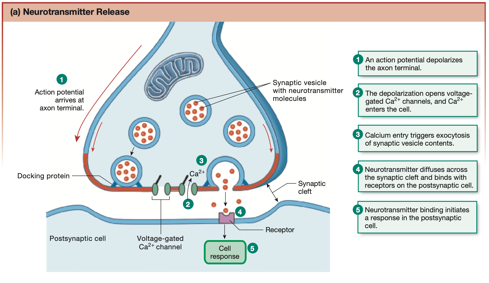 <ol><li><p>Vesicles containing neurotransmitters lay stationary at the axon terminal</p></li><li><p>Axon potential arrives at the axon terminal</p></li><li><p>Electrical signals &amp; voltage changes along the cell membrane cause voltage-gated Ca2+ &amp; Na+ channels to <strong>open</strong></p></li><li><p>Ca2+ and Na+ floods the inside of the axon terminal. (Ca2+ always in excess extracellularly)</p></li><li><p><em>Ca2+ sensing protein “synaptotagmin</em>” found on the vesicles’ membranes cause the vesicles to fuse with the membranes of the axon terminal, releasing the inner neurotransmitters via <strong>exocytosis</strong>.</p></li><li><p>Excess Ca2+ inside the pre-synaptic terminal is removed by mitochondria or expelled via Ca2+ pumps</p></li></ol><p></p>