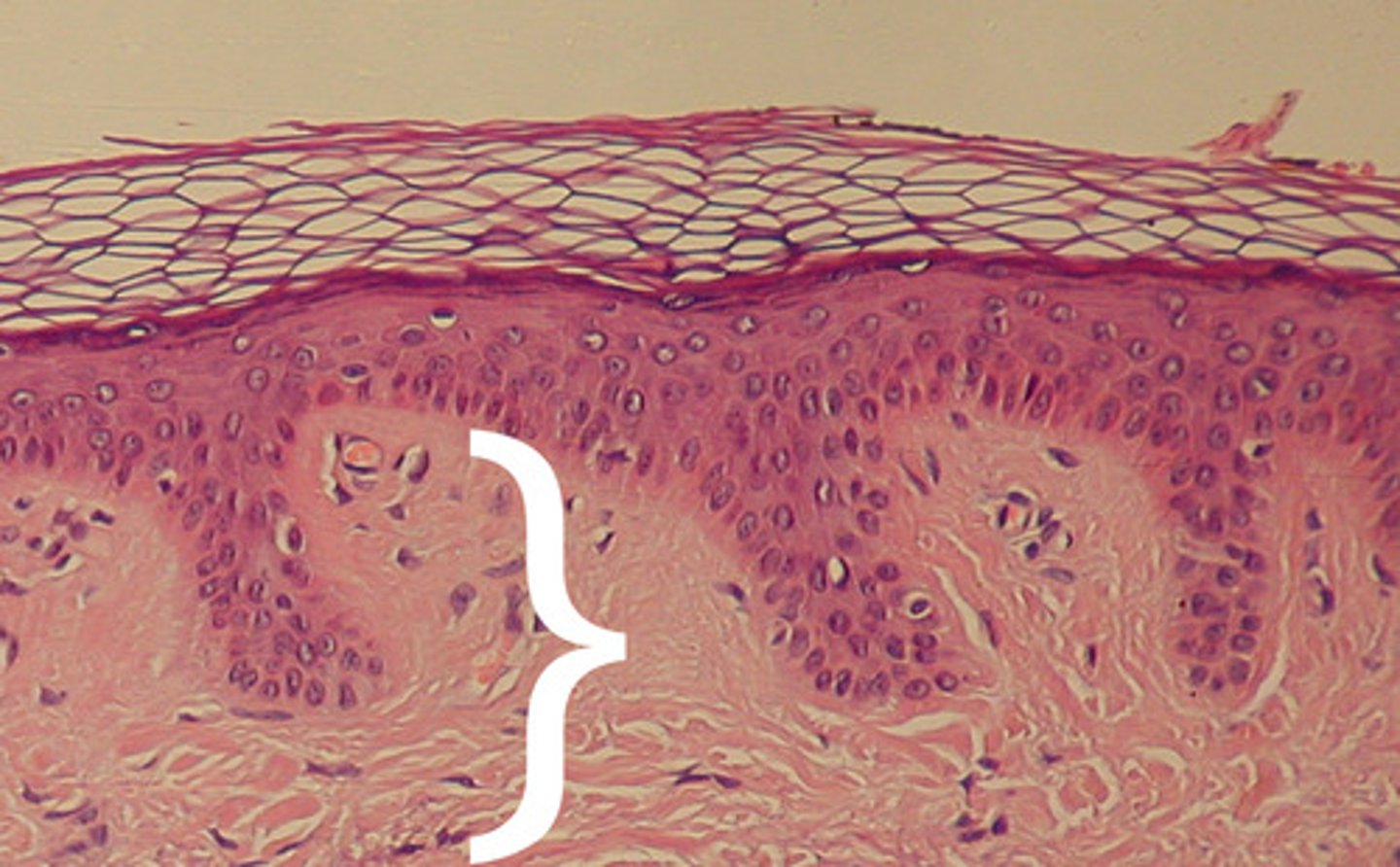 <p>Dense, irregular connective tissue consisting of two regions - the papillary and the reticular areas.</p>