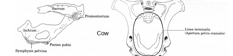<ul><li><p>pevic inlet is relatively narrow</p></li><li><p>ischial spine and tubers are larger than in the mare</p></li><li><p>floor of pelvis is concave</p></li></ul><p></p>