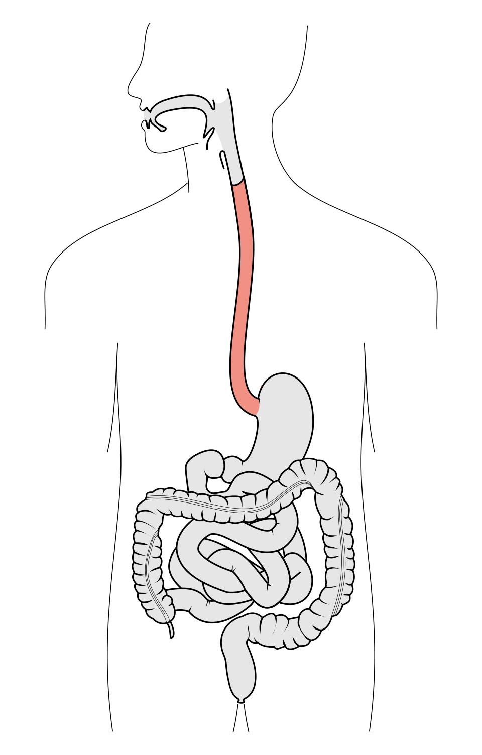 <p>digestive system<br>Moves food from the mouth to the stomach.</p>