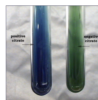 <p>Example of <strong>postive</strong> bacteria in a citrate test?</p>