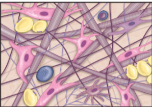 <p>loosely packed assembly of all fiber types, fibroblasts and immune cells; primary function is to cushion organs; contains key mediators of immunity to minimize invasion by infectious pathogens </p><p>location: supporting under epithelial layers and surrounding organs</p>