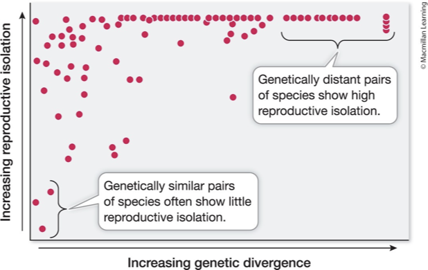 <ul><li><p>Reproductive isolation increases with genetic divergence</p><ul><li><p><span>Some species experience isolation with FEW genetic changes (left on the x-axis)</span></p></li><li><p><span>BUT others need more genetic divergence to achieve reproductive isolation (right on the x-axis)</span></p></li></ul></li><li><p><span>Gene incapability drives this process, but it’s not one size fits all.</span></p></li></ul><p></p>