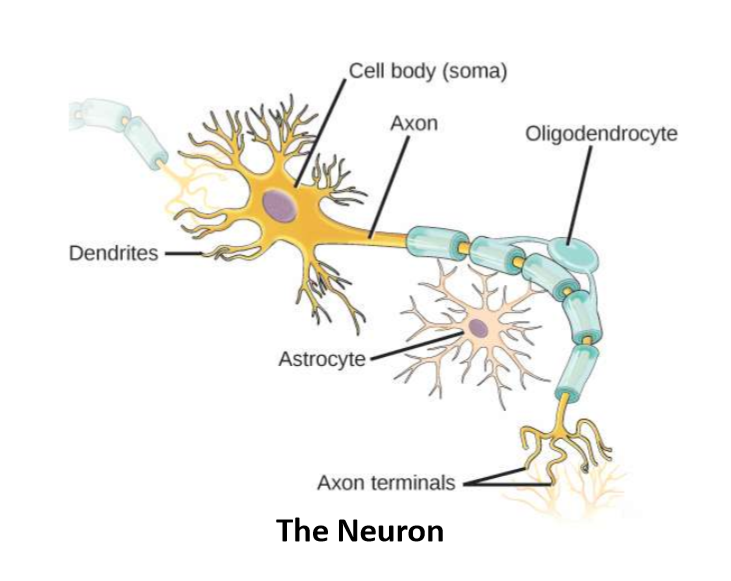 <p>endings of axons through which axons make synaptic contacts with other neurons</p>