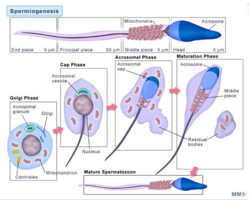 <p>Transformation of spermatids into spermatozoa</p><p>produces structural changes needed to ensure sperm is fast, motile, and able to fertilise</p><p>phases: golgi phase > cap > acrosomal > maturation phase</p>