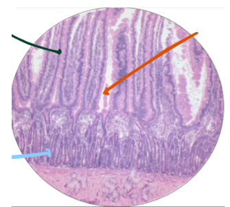 <p>What histology is this?</p>