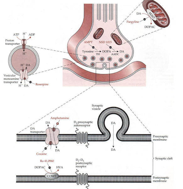 <ul><li><p>breaks down neurotransmitters</p></li><li><p>can keep levels of neurotransmitters appropriately regulated</p></li></ul><p></p>