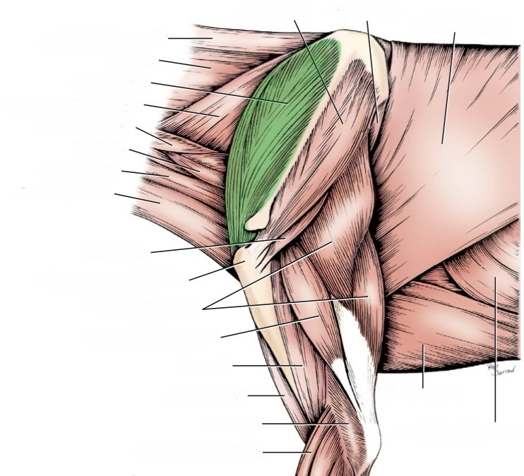 <p>action- extend shoulder</p><p>origin- scapular supraspinous fossa</p><p>insertion- greater tubercle of humerus</p><p>innervation- suprascapular n.</p>