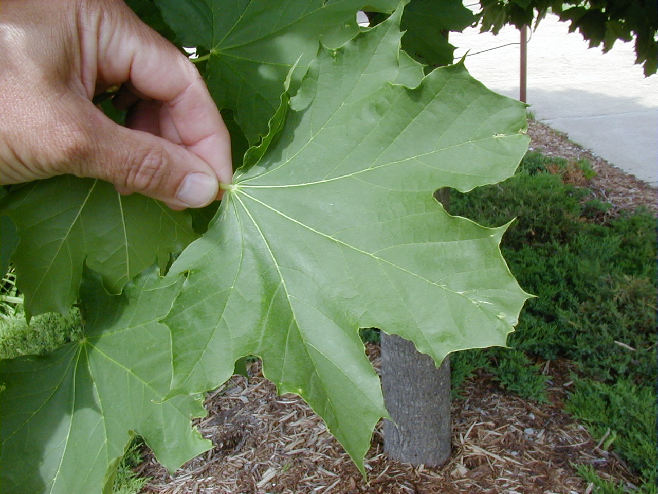 <p>common name</p>