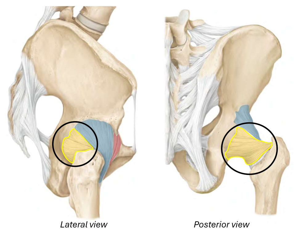 <p>Ischiofemoral ligament</p>