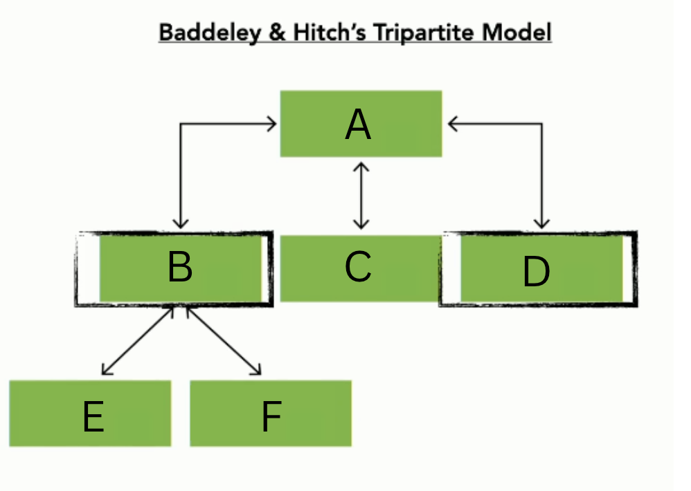 <p>Describe Baddeley &amp; Hitch’s Tripartite Model of Memory</p>