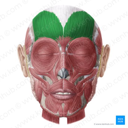 <p>elevate eyebrow</p><p>Origin: galea aponeurotica</p><p>Insertion: orbicularis oculi muscle</p>