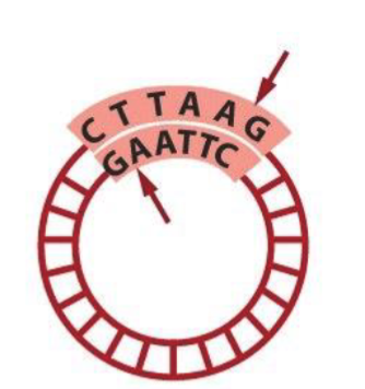 <p>are small, circular DNA molecules that can be used as cloning vectors.</p>