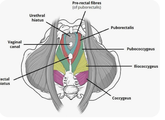 <p>O: Pubic bone (lateral to the origin of the puborectalis)</p><p>I: Coccyx</p><p>A: Control urine flow; contract during orgasm</p>