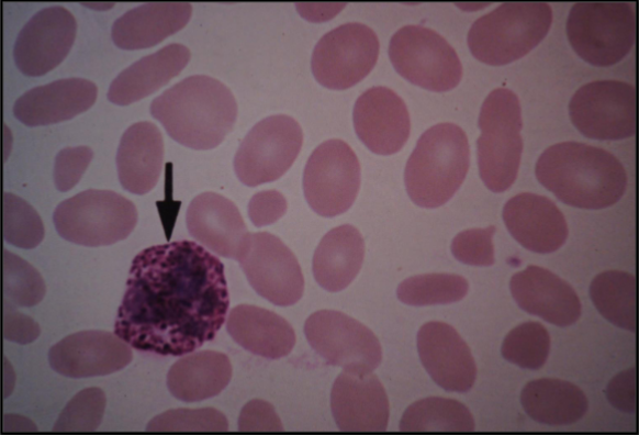 <p>What is this cell?</p>