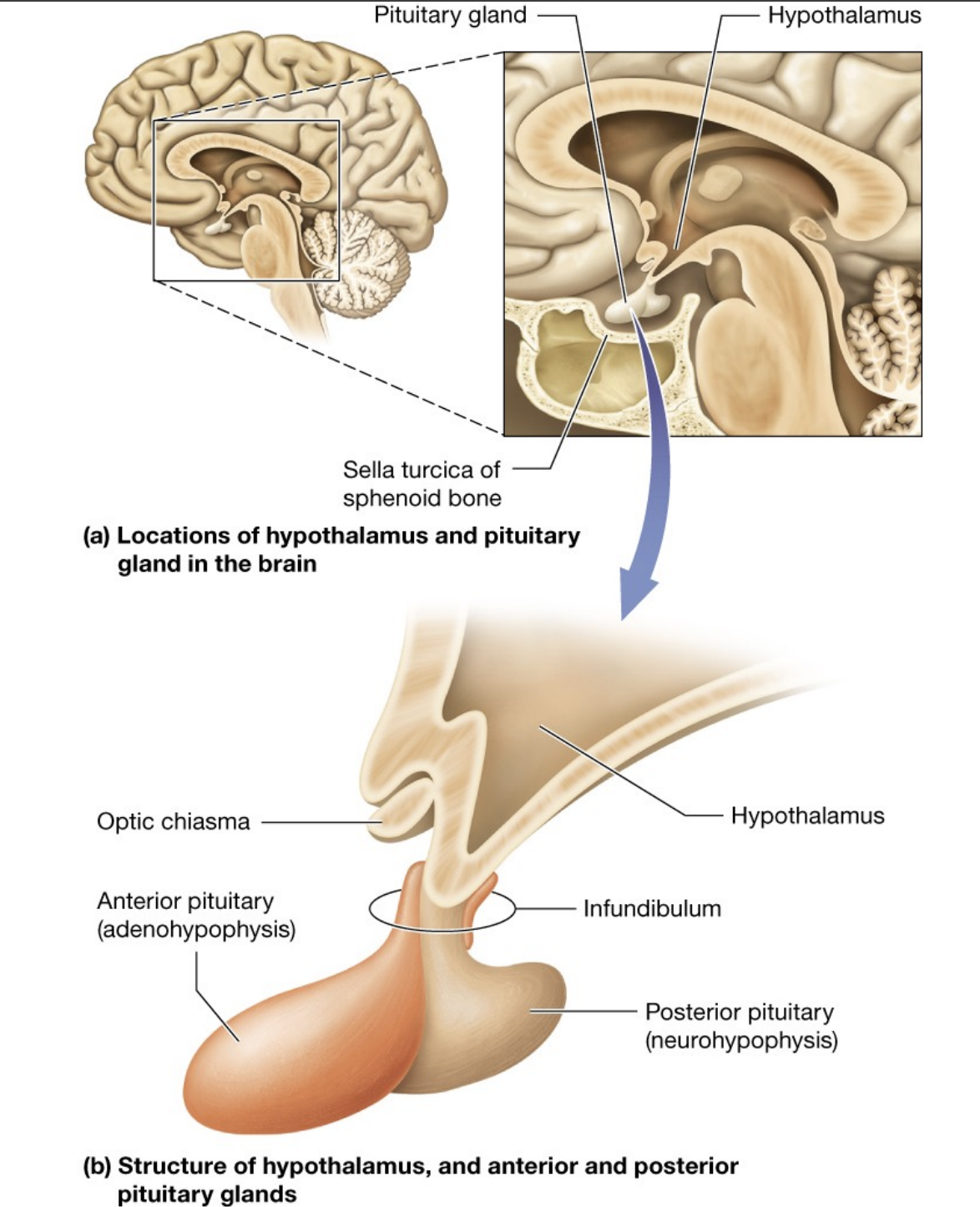 <p>Small anteroinferior portion of the diencephalon of the brain</p><p>connects to the pituitary gland (hypophysis) by a stalk called the infundibulum</p>