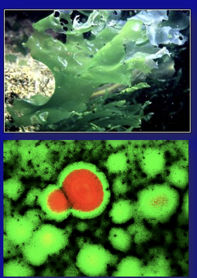 <p><strong>Colonizes </strong>marine living surfaces (e.g. Ulva lactuca)</p><ul><li><p>Produces a range of <strong>bioactive compounds that inhibit marine fouling organisms</strong> (e.g. invertebrate larvae, algal spores)</p></li></ul><p></p>