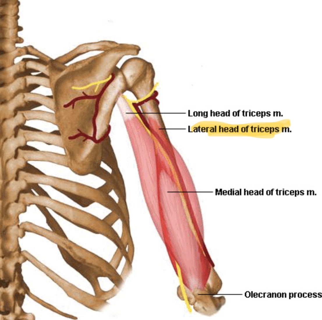 <p>Lateral, thumb side </p>