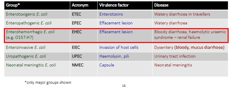 <p>- the table basically shows that E. coli engages in a lot of horizontal gene transfer and therefore gets these virulence factors</p>